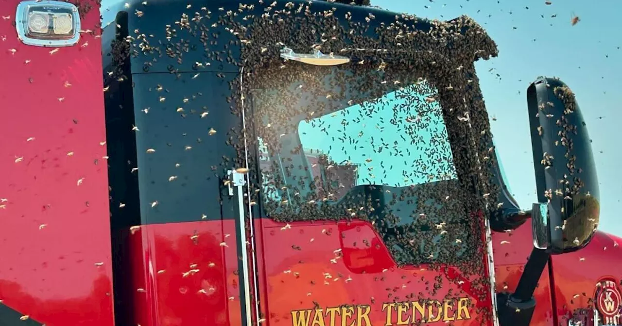 Modesto firefighters feel the sting when battling a wildfire along with bees