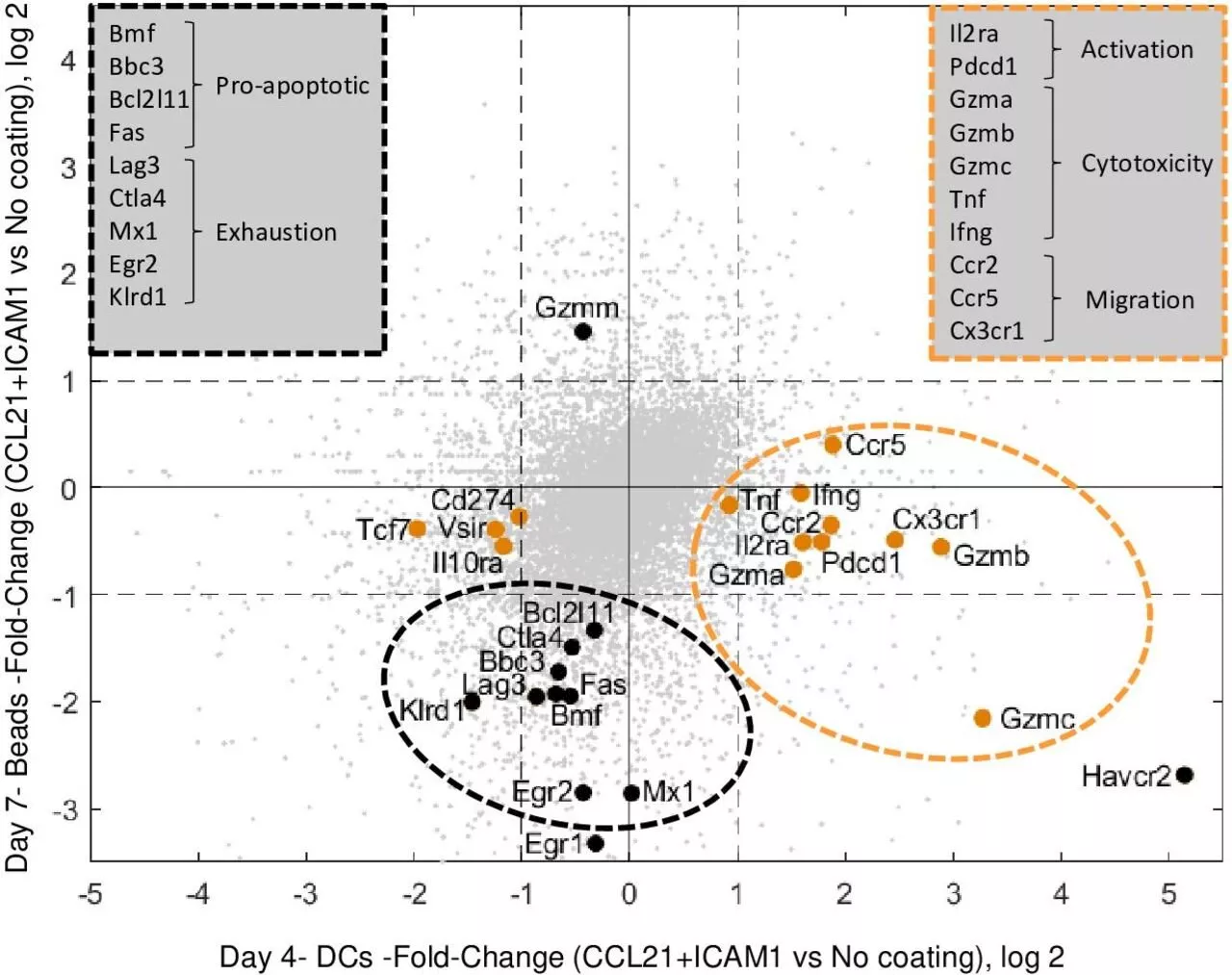 'Synthetic immune niche' approach enhances T-cell proliferation without compromising cancer-killing ability