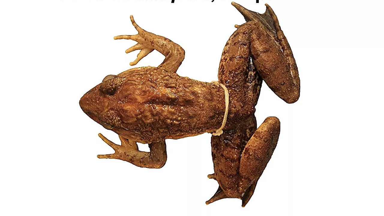 Genetic analysis reveals new giant fanged frog species in Philippines that is nearly identical to even larger species