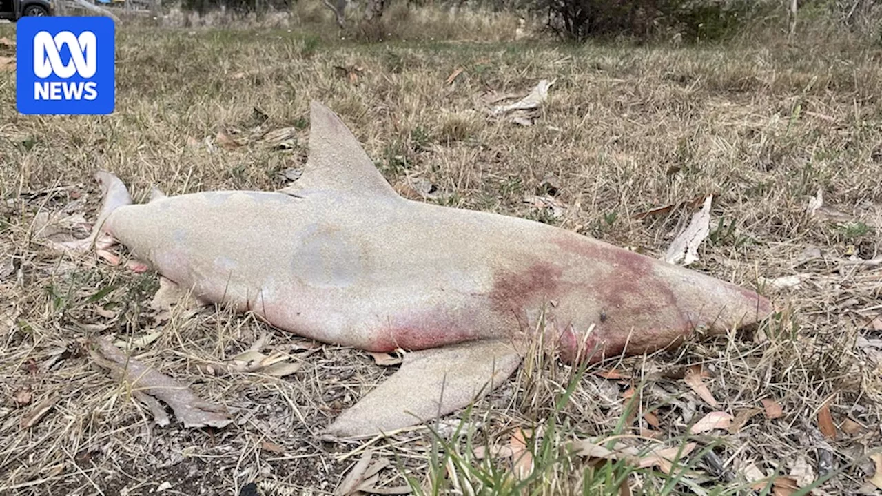 Dead Shark Found Dumped on Roadside Near Adelaide