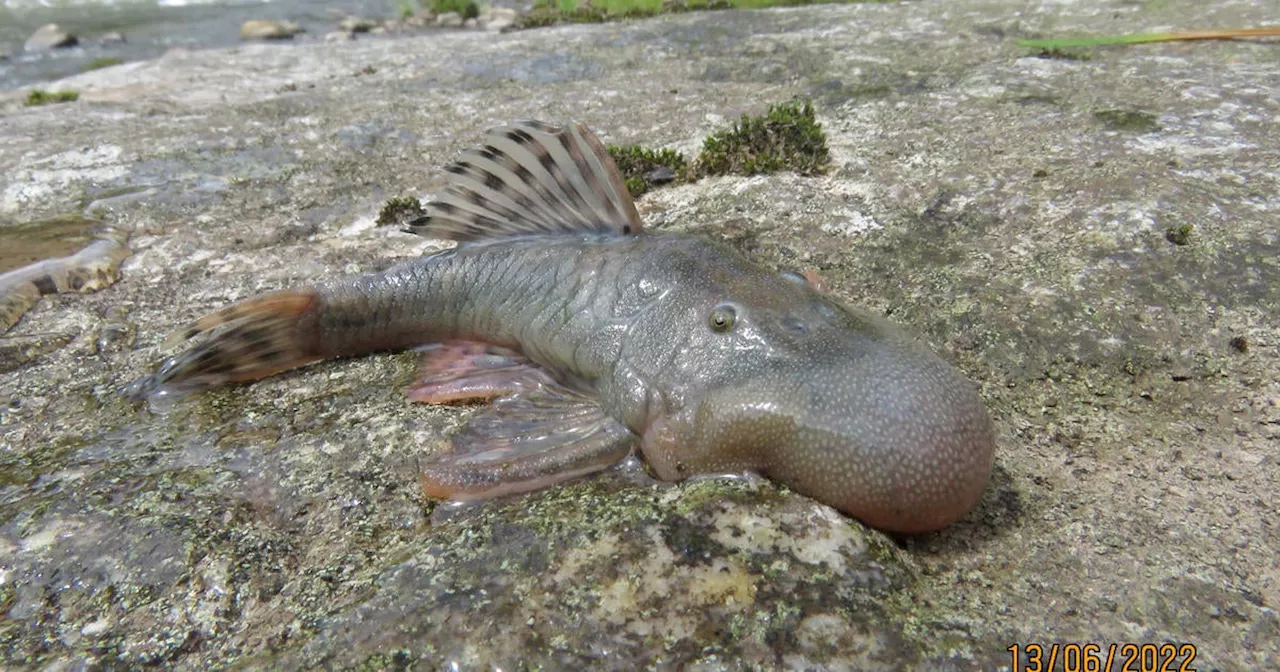 Hundreds of New Species Discovered in 2024