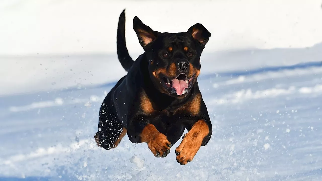 Rottweiler greift sechsjähriges Mädchen in Oberösterreich an