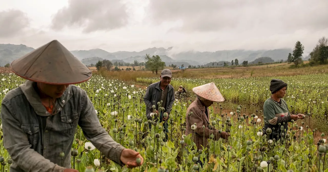 Myanmar: World's Biggest Opium Producer Fueling Global Crime Wave