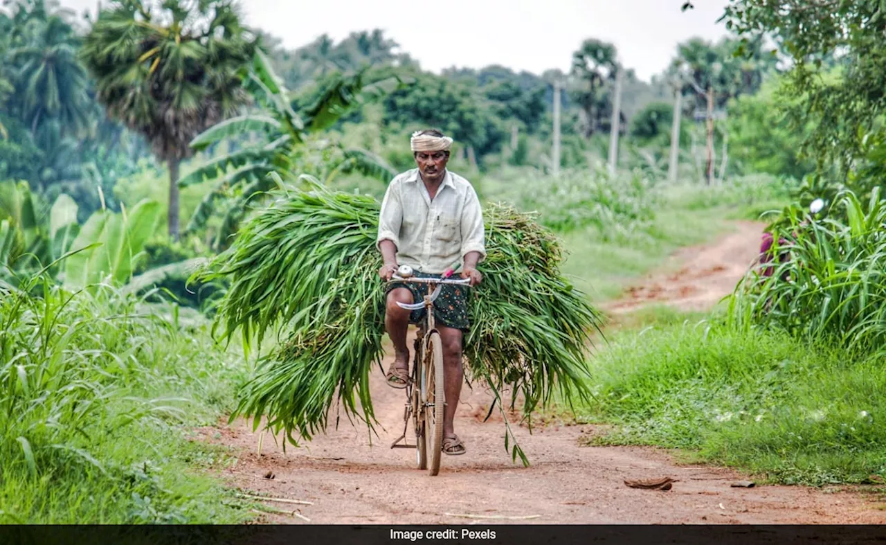 भारत सरकार ने किसानों के लिए फसल बीमा और डीएपी सब्सिडी में वृद्धि की घोषणा की