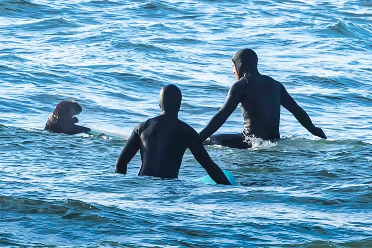 Sea Otter Takes a Ride With Surfers Off Vancouver Island