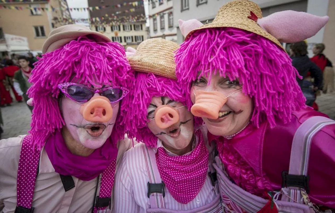 Bretagne : La course à pied de cochons « pig and run » n’a pas que des copains