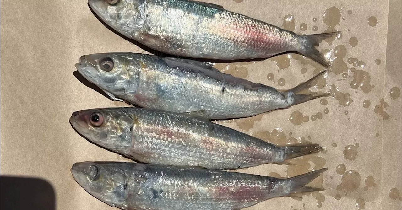 Hundreds of Dead Fish Found Off Western Australia Beach