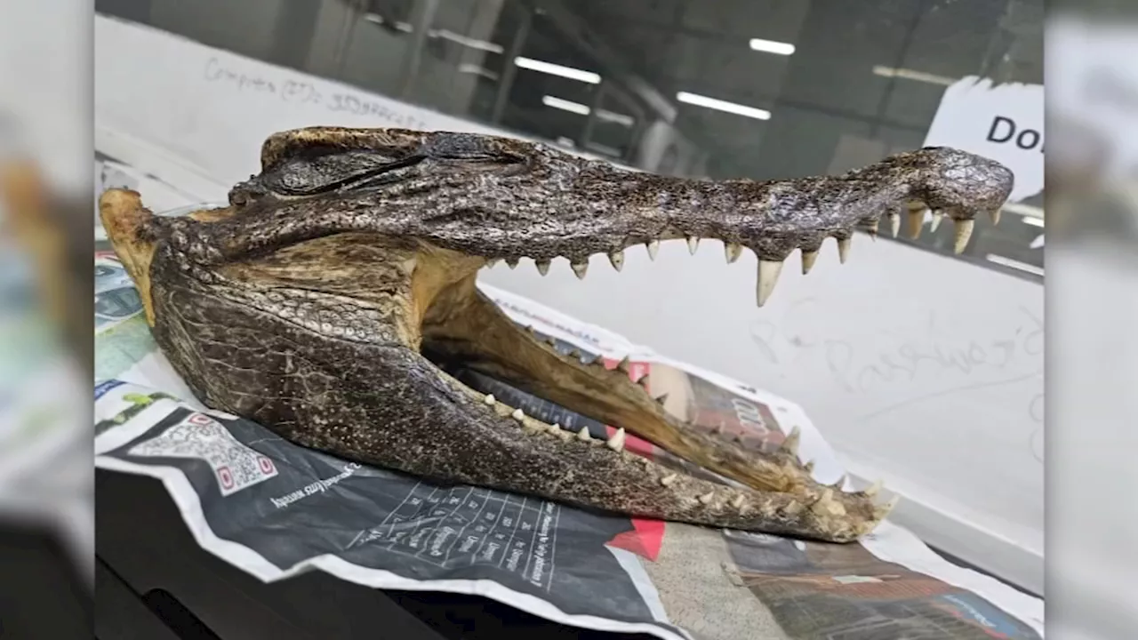 Man with crocodile skull in luggage arrested at New Delhi airport