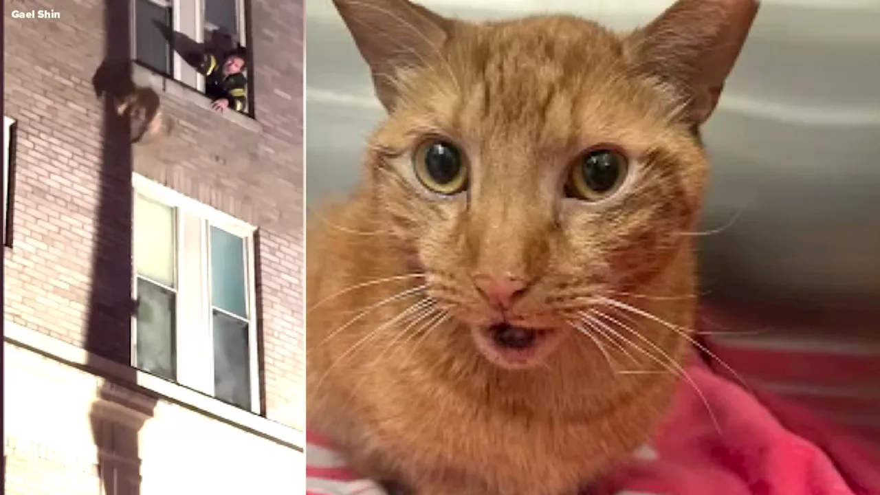 Goldie the cat recovering in after 3-story jump from burning building in Midtown