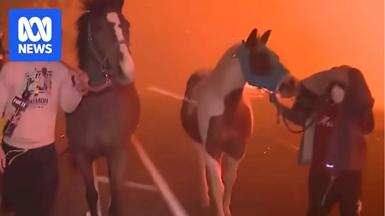 LA Wildfires Spark Heroism and Tragedy as Residents Save Animals