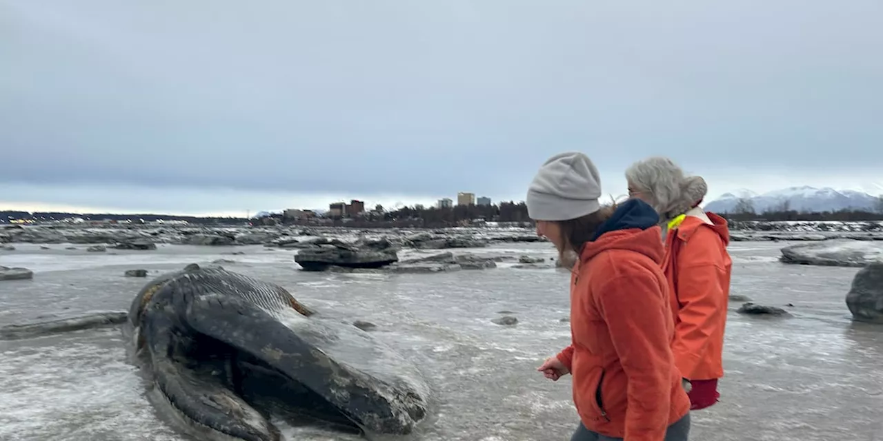 Scientific sampling of Anchorage fin whale continues after temps cool