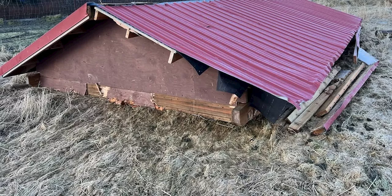 Strong winds destroy deer shelter at Alaska Wildlife Conservation Center