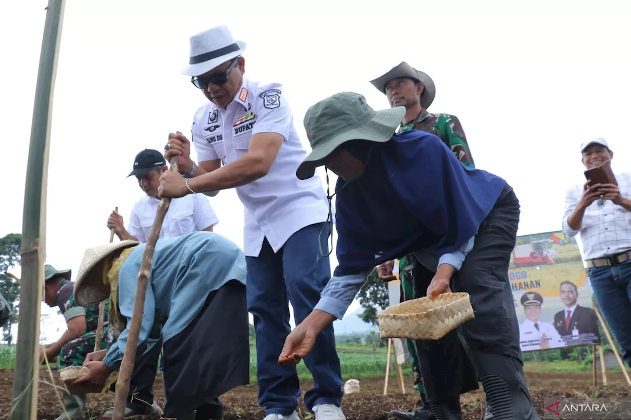 Pemkab Bandung manfaatkan lahan 200 hektare untuk tanam padi gogo