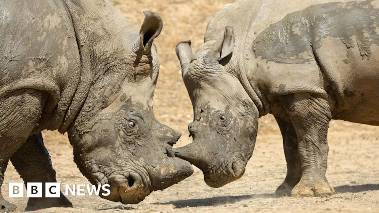 Rhino and Zebra Chase at Colchester Zoo