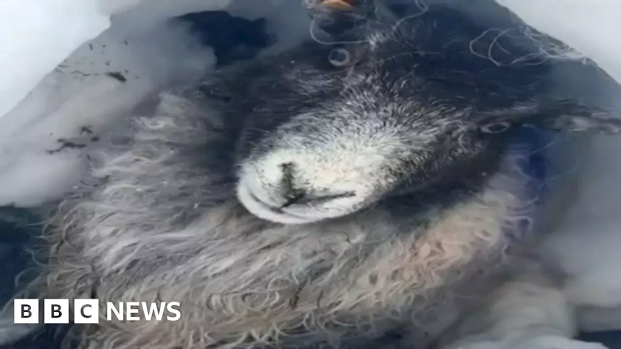 Galtee Mountains: Sheepdogs help rescue sheep buried under snow