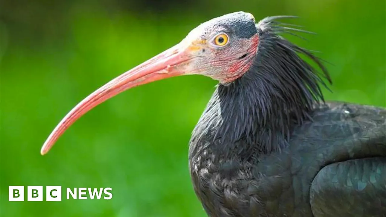 Exotic birds escape Lotherton zoo after snow damages aviaries