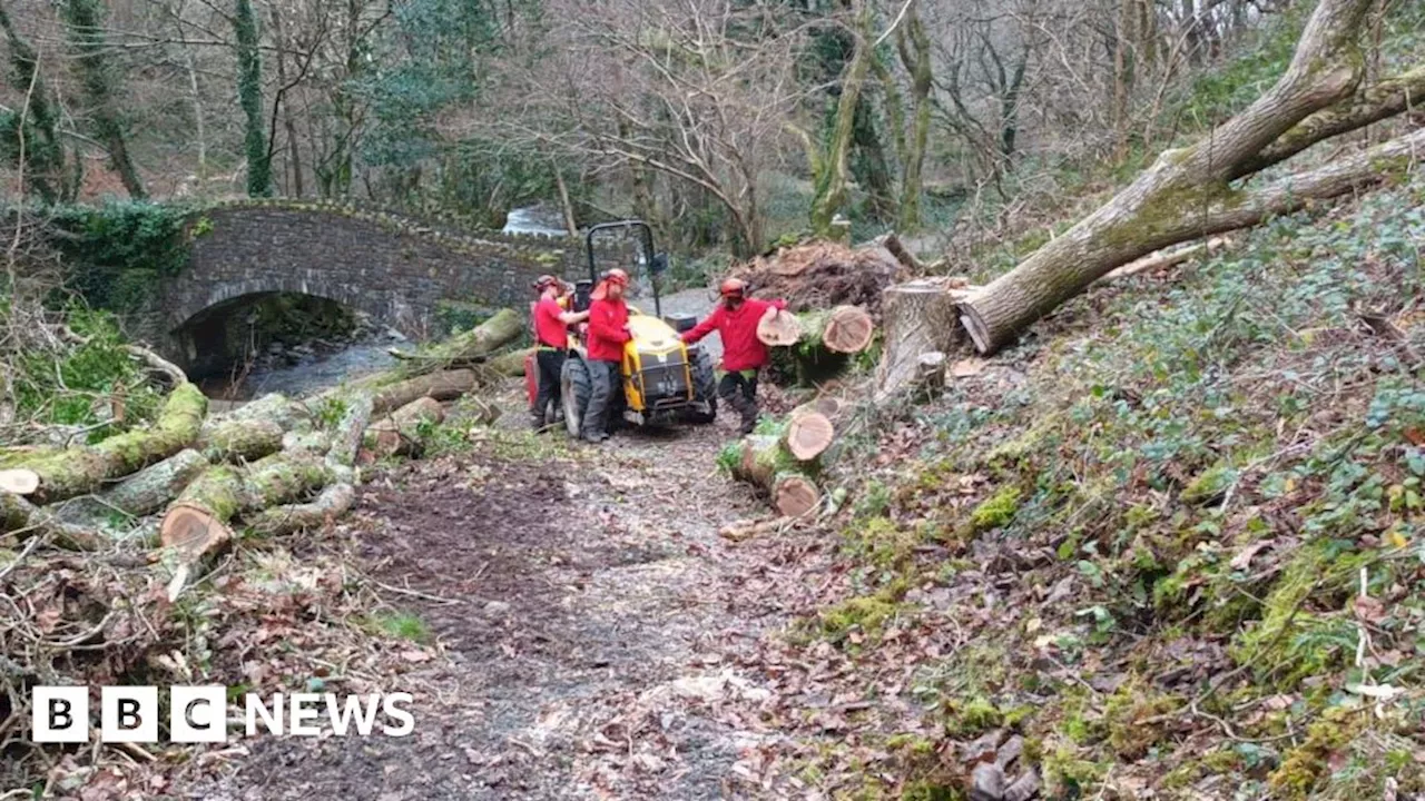 More than 300 trees cleared in Exmoor National Park after storm