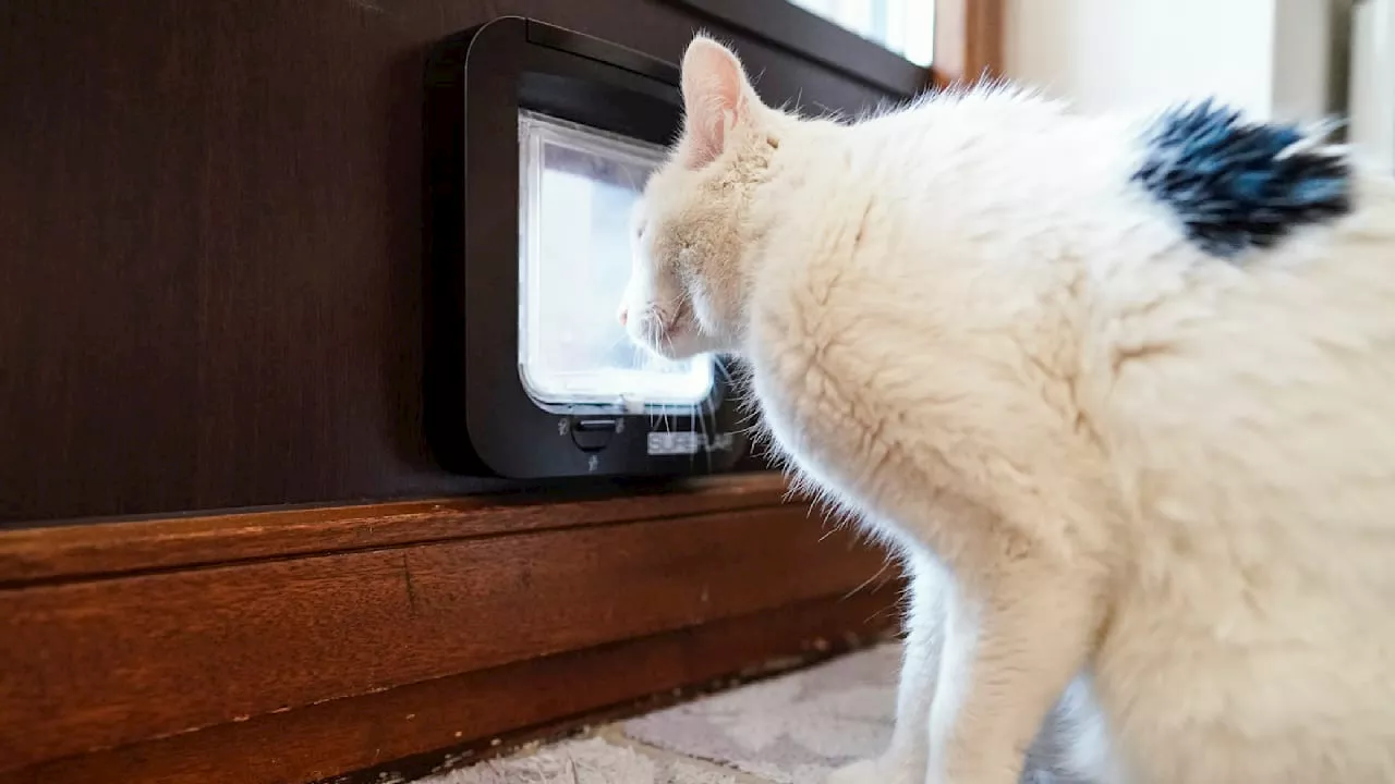 Baden-Württemberg: Haubenlerche gerettet! Katzen-Hausarrest aufgehoben