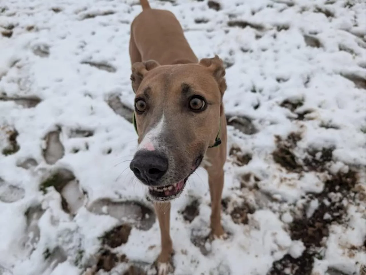 Meet Alvin the ‘lovable’ lurcher who has moved to RSPCA Preston