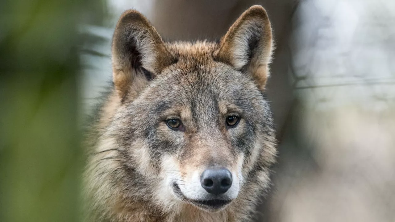 Freie Wähler wollen Wolf in Bayern ins Jagdrecht einführen