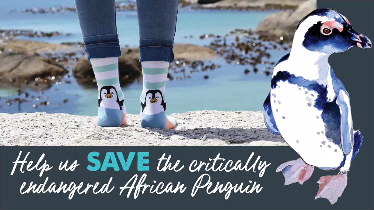 7 things to buy that help save the endangered African penguin