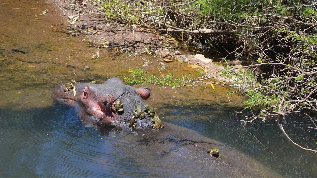 New arrival at Mont Eco Game Reserve brings a new chapter of conservation