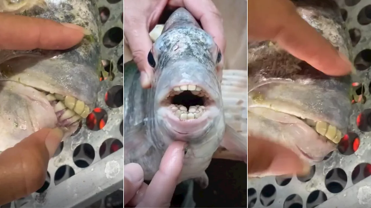 “Sorriso molhado”: peixe com “dente humano” viraliza após ser pescado no ES; entenda o caso