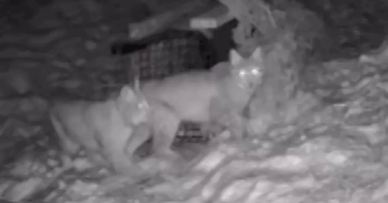 Second Pair of Lynx Captured in Cairngorms