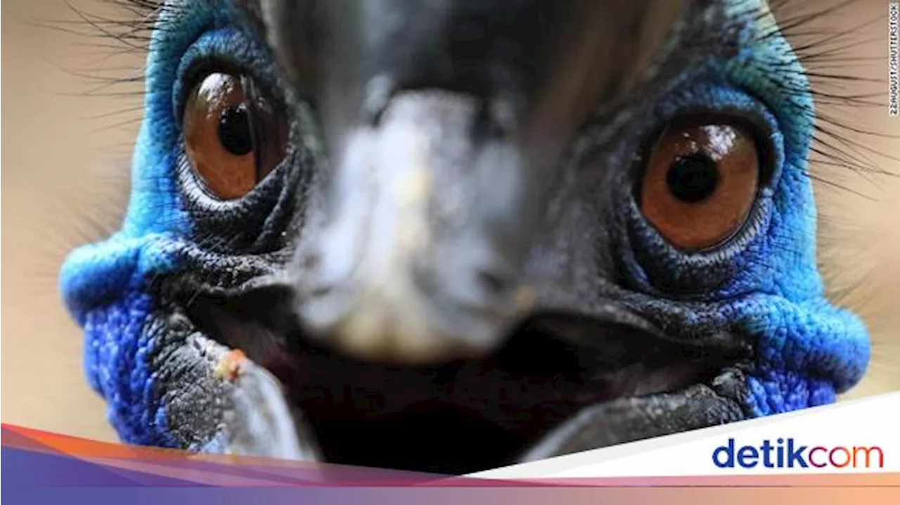 6 Burung Ini Dianggap Paling Berbahaya di Dunia, Nomor 1 Juga Hidup di Indonesia