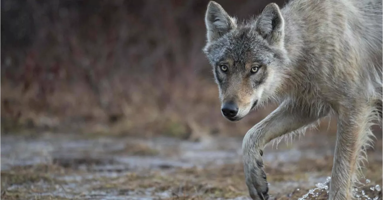 „Ganz sicher“: Jogger will von Wolf angesprungen worden sein