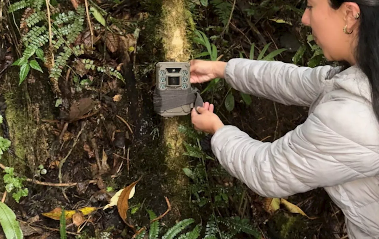 21 cámaras trampa captaron un ocelote y un oso melero en Cundinamarca