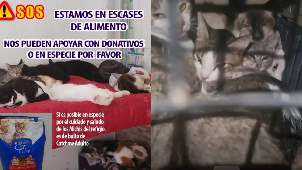 Supuesta rescatista de gatos pidió donaciones para su refugio y luego huyó con el dinero