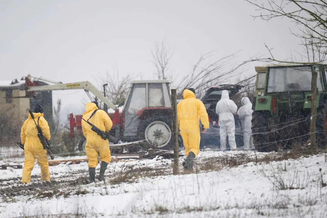 Maul- und Klauenseuche in Brandenburg ausgebrochen