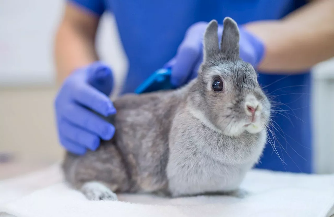 ‘Rabbit fever’ cases rising in US as CDC warns of zoonotic bacterial disease