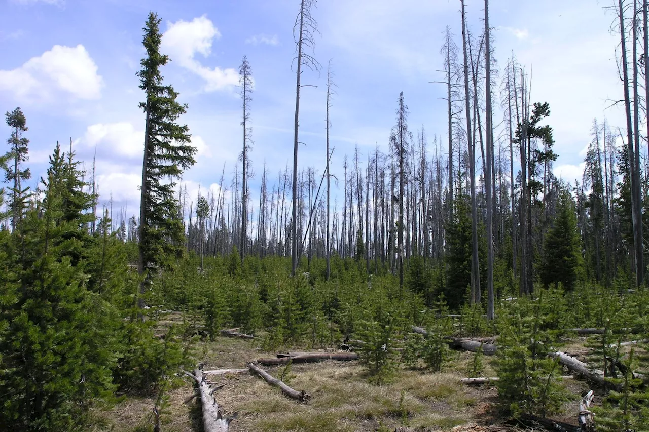 Dead Trees in Yellowstone Pose Wildfire Risk