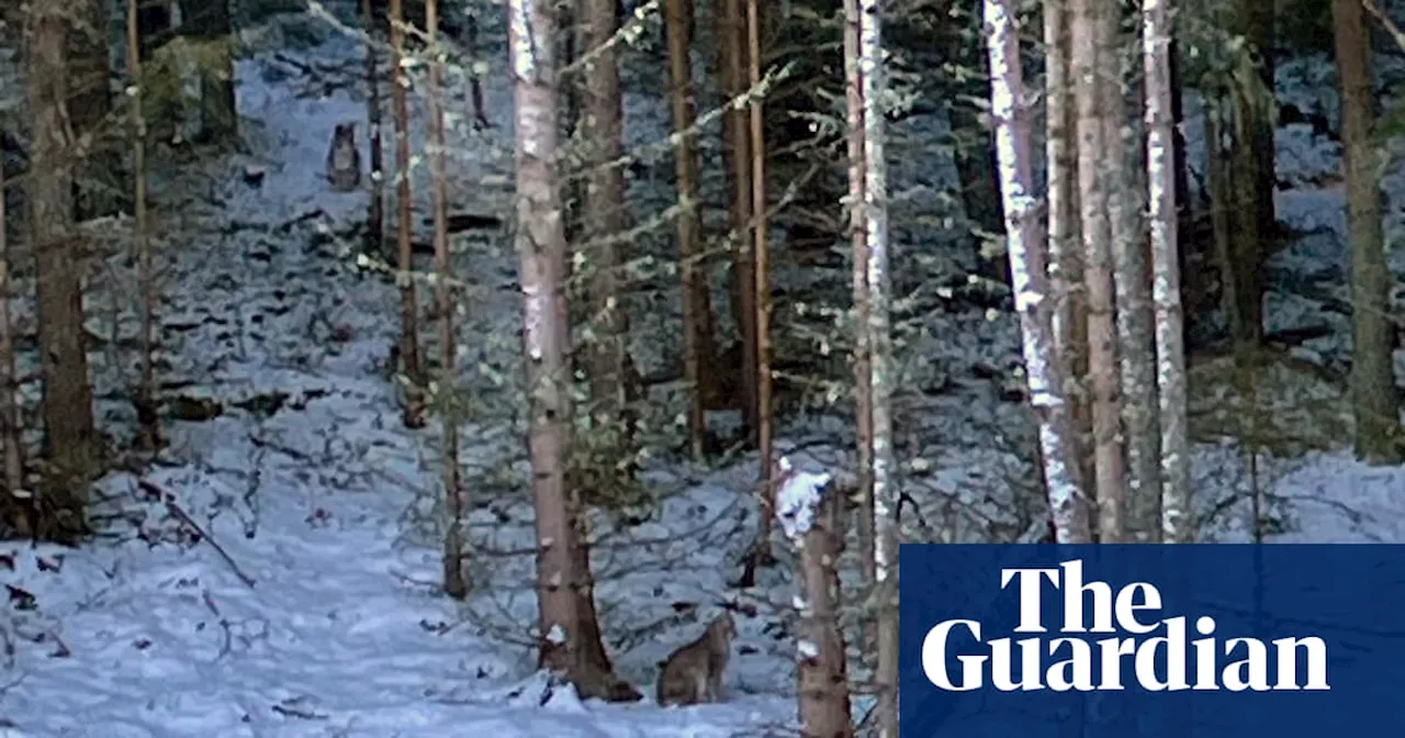 Fears of ‘rogue rewilding’ in Scottish Highlands after further lynx sightings