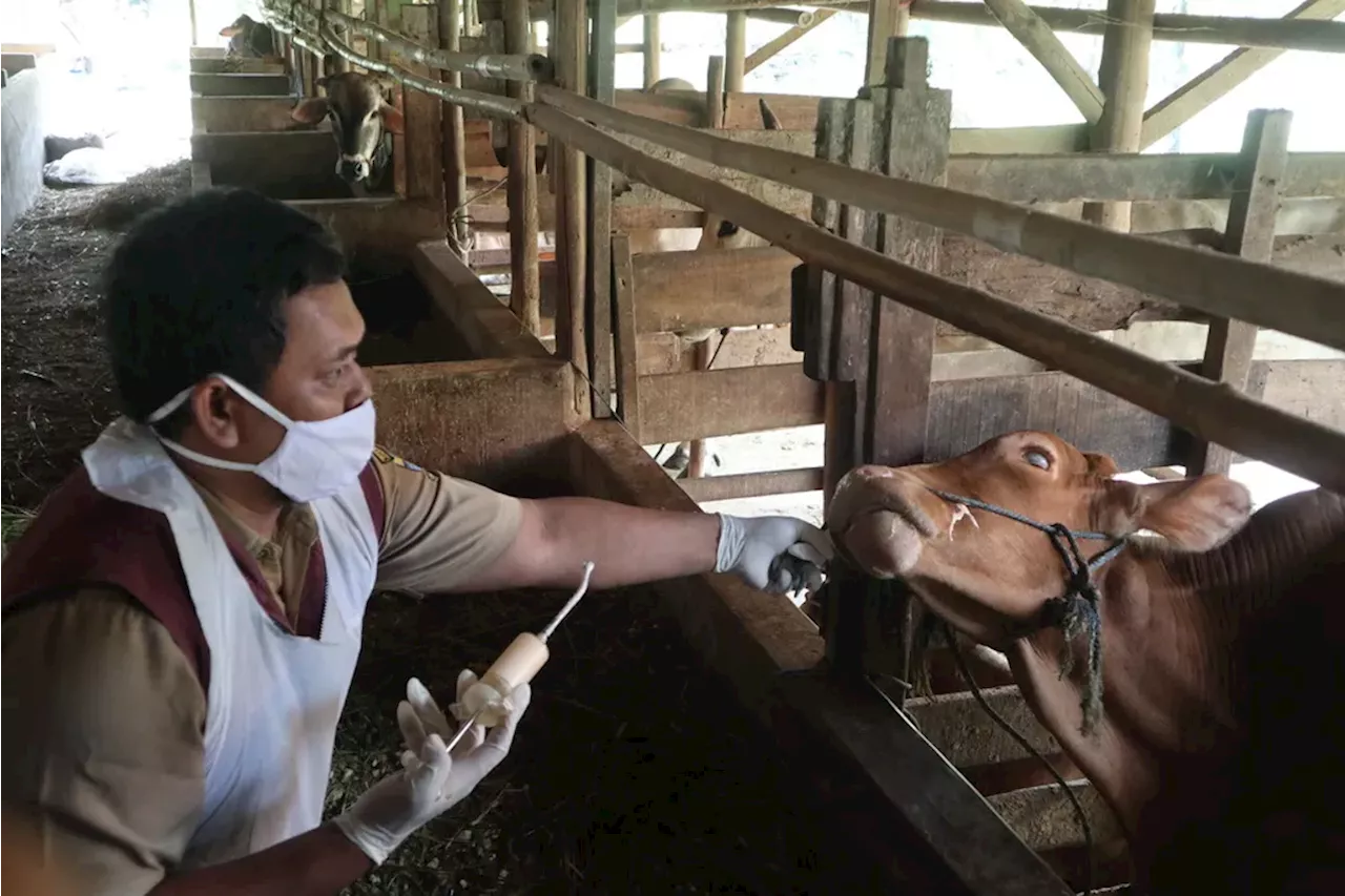 Penyakit Mulut dan Kuku di Jabar, Vaksinasi Sudah Dilakukan tapi Penularan Masih Terjadi