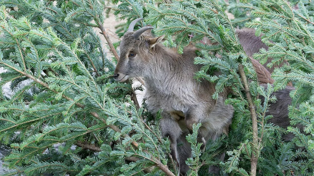  Schmeckt schoarf! Tierisches Frühstück für Zootiere