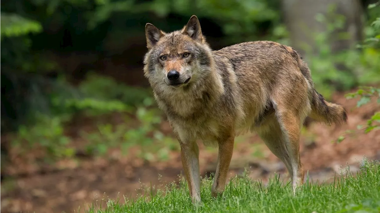  Zum Abschuss freigegeben: So wird ein Wolf zum 'Risiko'