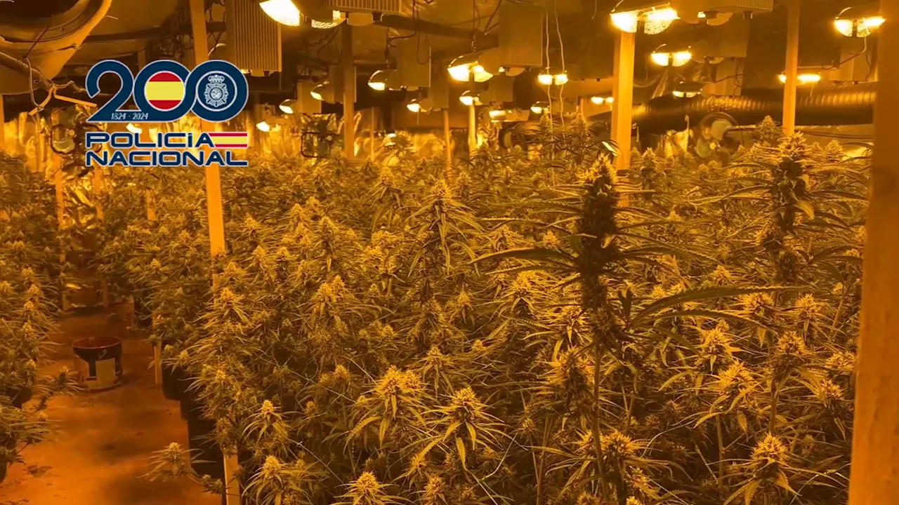 Intervienen más de 1.000 plantas de cannabis en Valencia y Cuenca