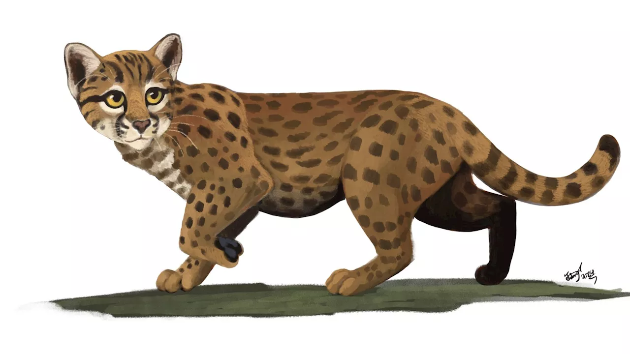 Tiny 30,000-Year-Old Cat Fossil Unearthed in China