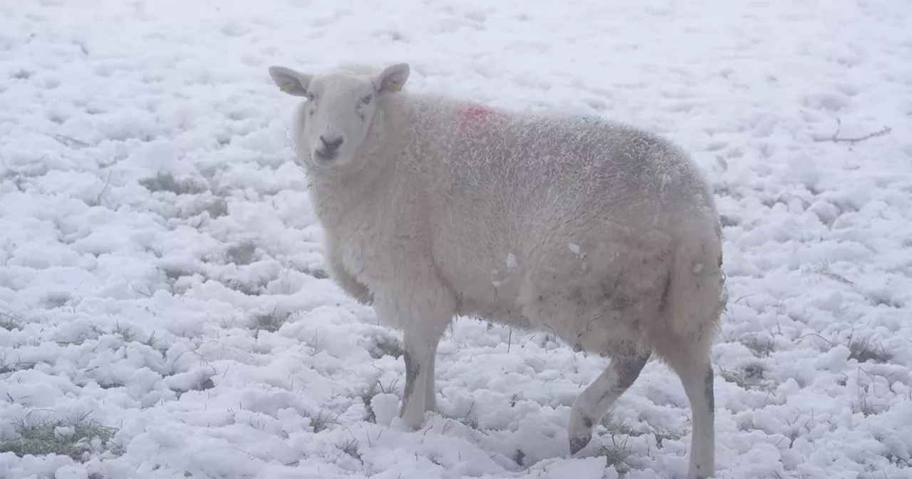 Ireland's Leaders Pleased With Weather Response As Cold Snap Ends