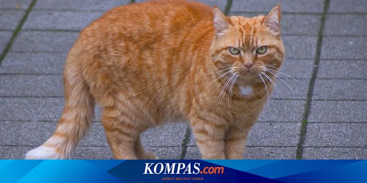 Betulkah Kucing Oren Lebih Agresif Dibanding Kucing Lain