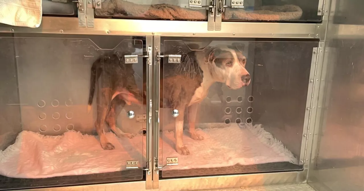 San Diego Humane Society evacuates dozens of dogs from LA