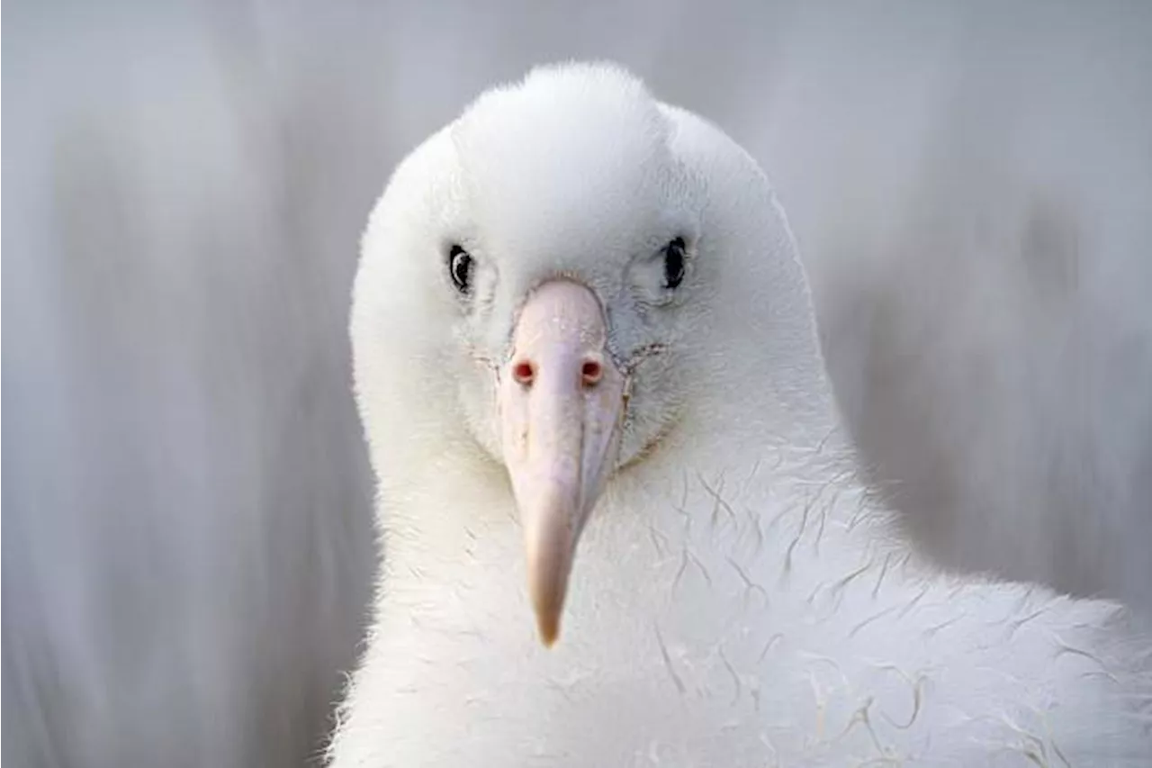 Royal Cam: Albatross Reality Show Attracts Thousands of Fans