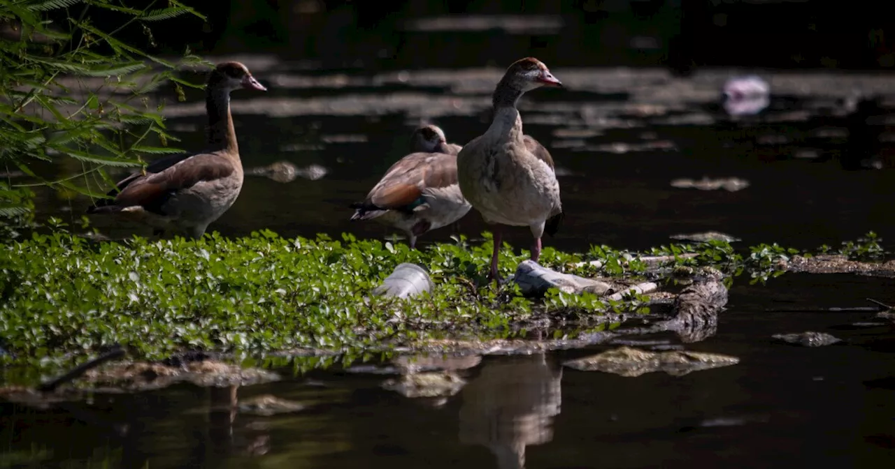 Bird Flu Detected in Austin, Texas