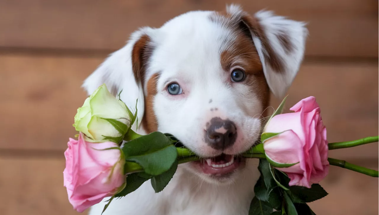 Il Dono del Cane: Un Gesto di Affetto e Comunicazione