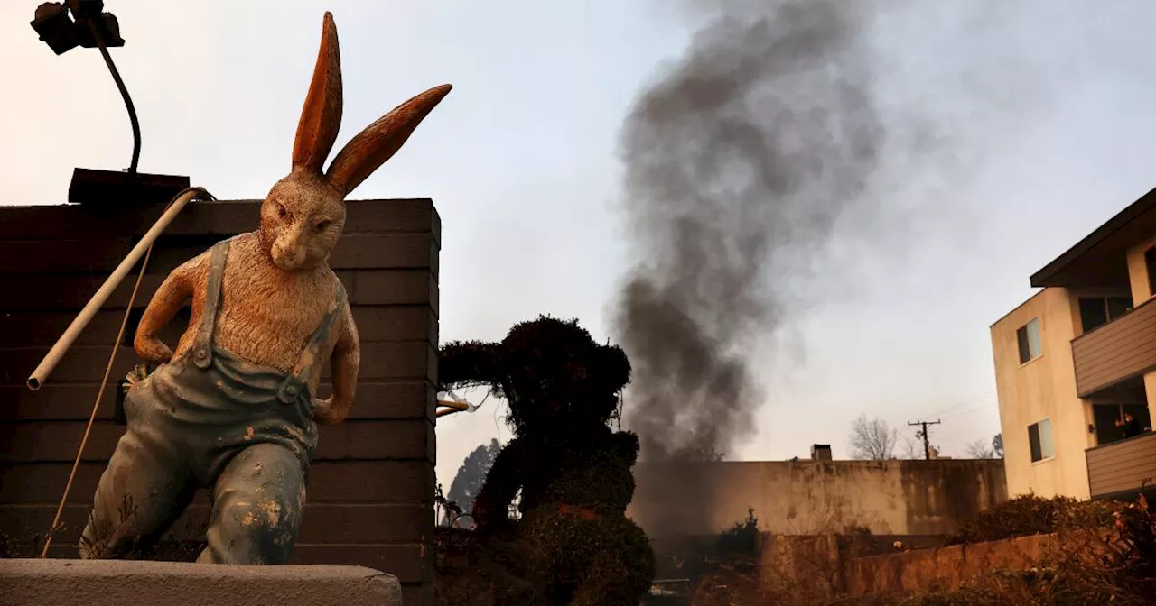 Bunny Museum Destroyed in Fire