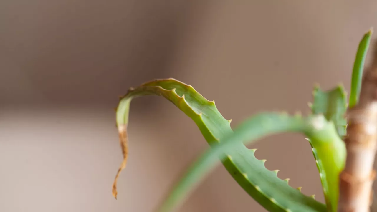 Que faire quand les feuilles de votre Aloe Vera deviennent molles et tombantes ?