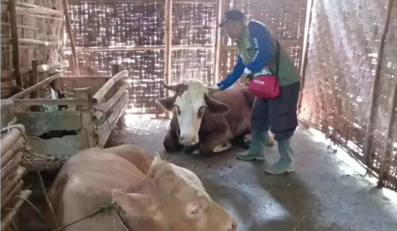 Wabah PMK Merebak di Boyolali, 188 Ekor Sapi Terinfeksi, 19 Mati